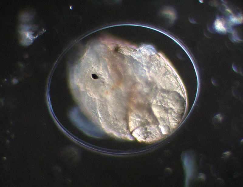 CHIOCCIOLINE DELL''ACQUARIO IN CAMPO-SCURO