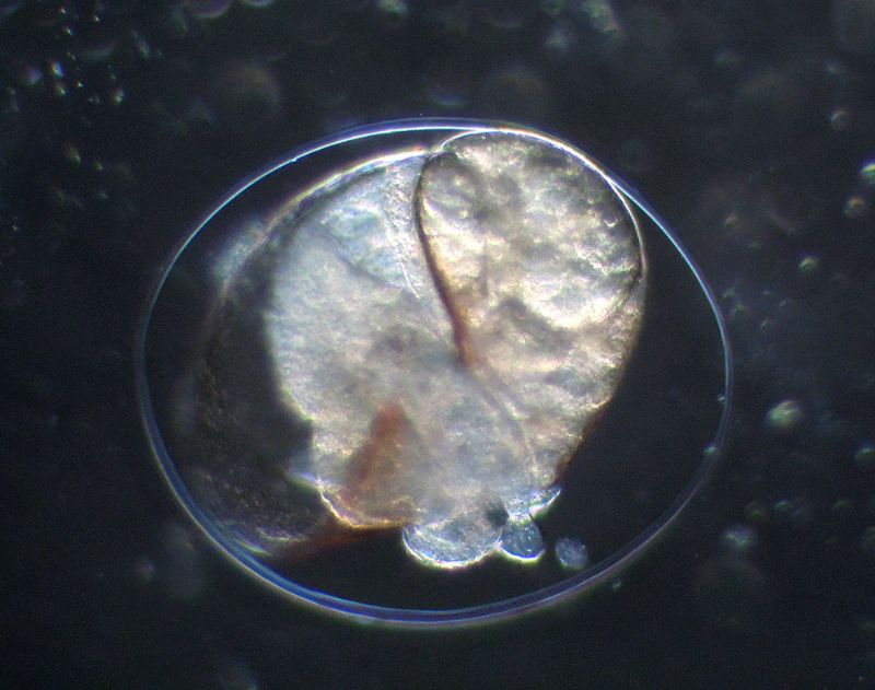 CHIOCCIOLINE DELL''ACQUARIO IN CAMPO-SCURO