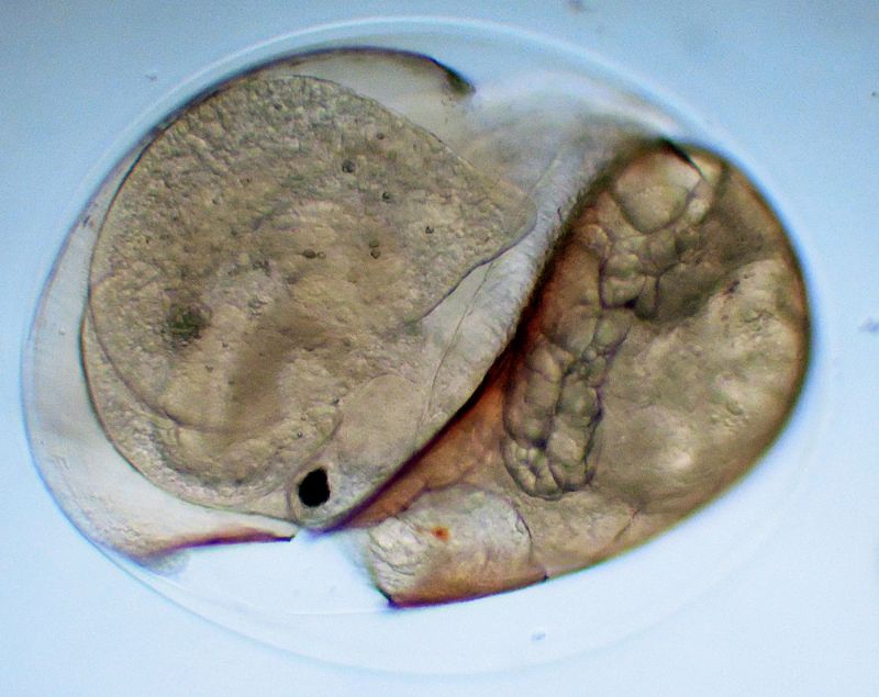 ANCORA CHIOCCIOLINE DELL''ACQUARIO!!