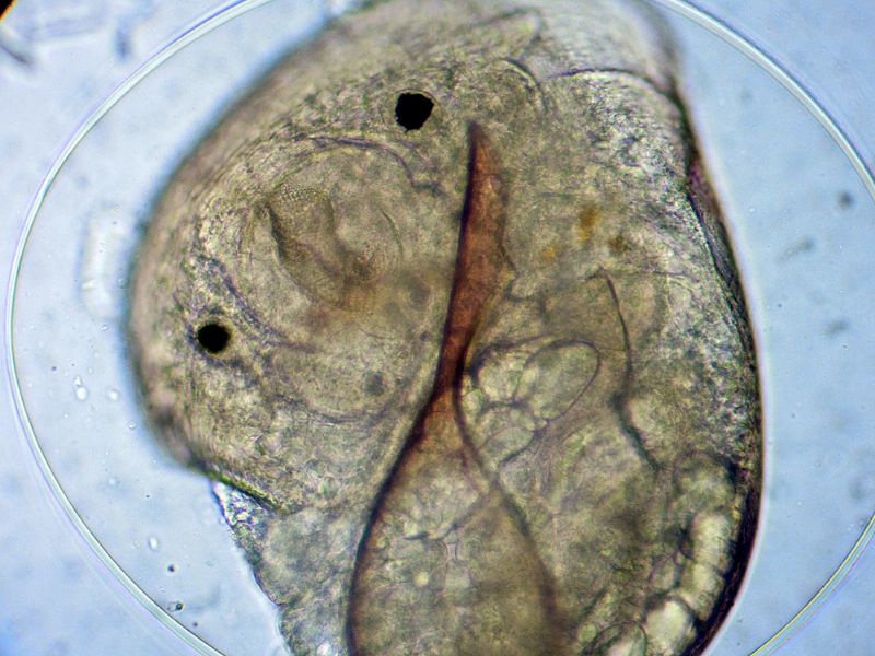 ANCORA CHIOCCIOLINE DELL''ACQUARIO!!