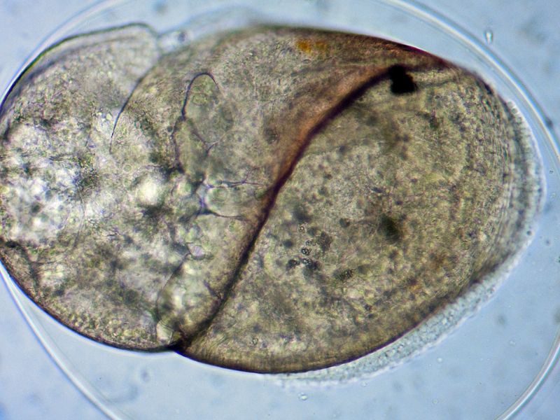 ANCORA CHIOCCIOLINE DELL''ACQUARIO!!