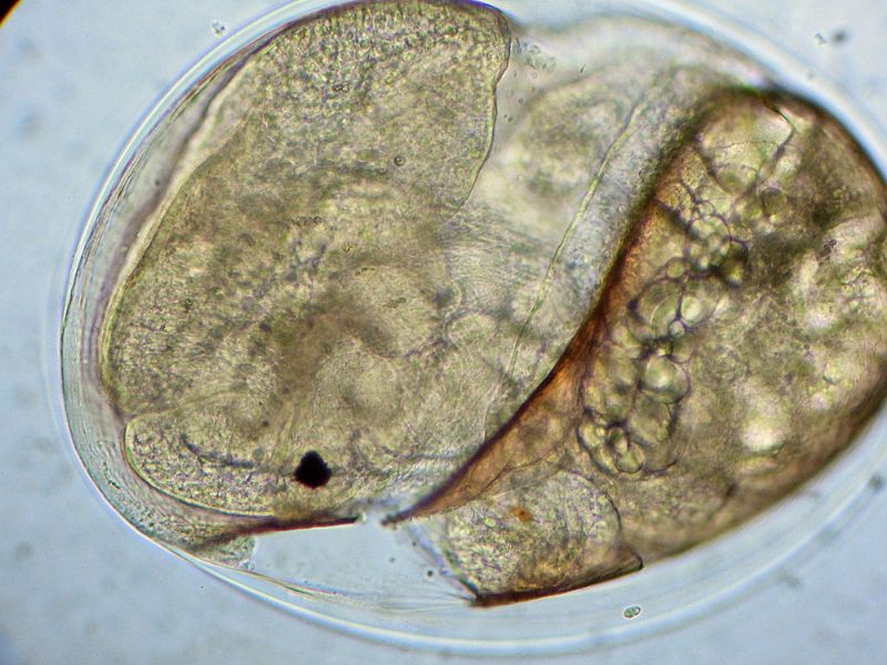 ANCORA CHIOCCIOLINE DELL''ACQUARIO!!