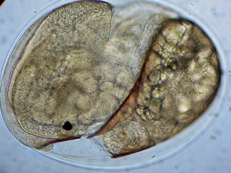 ANCORA CHIOCCIOLINE DELL''ACQUARIO!!