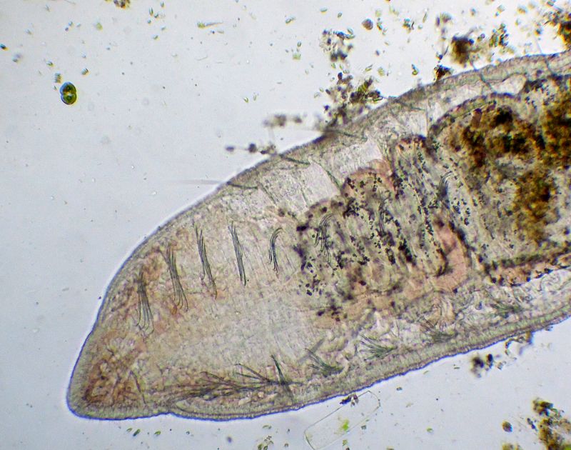 PARTICOLARI DI DERO-OBTUSA