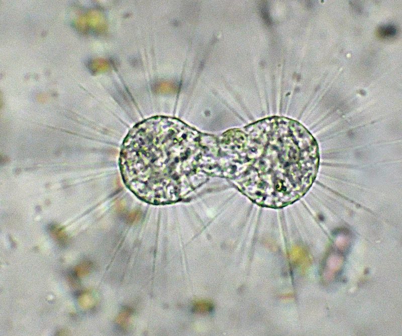 GRUPPO DI FAGOCITAZIONE