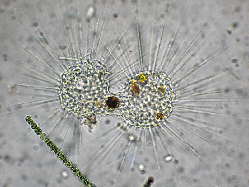 STRAORDINARIE CREATURE!!