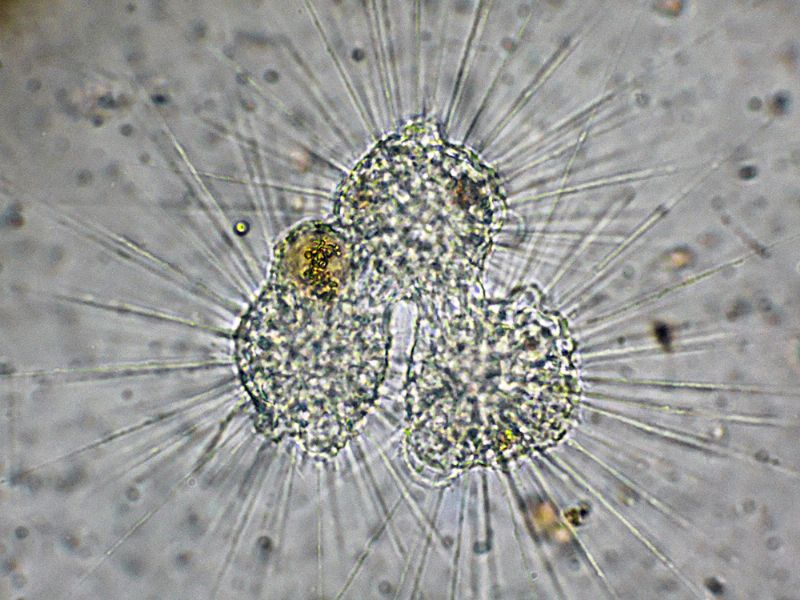 STRAORDINARIE CREATURE!!