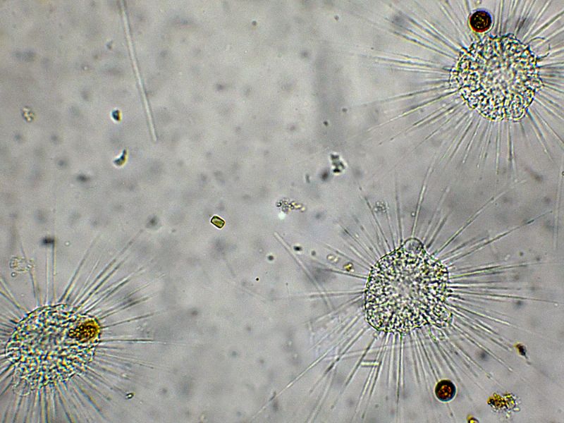 STRAORDINARIE CREATURE!!