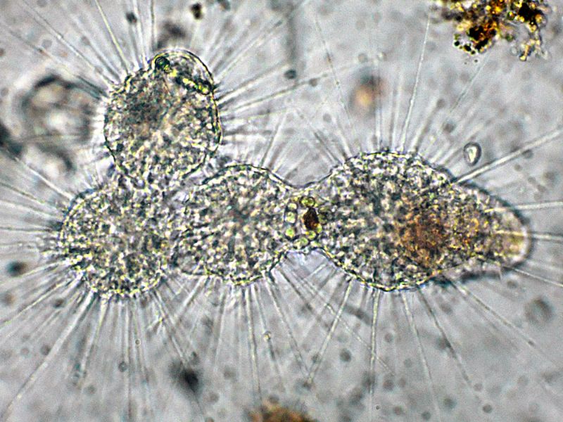 STRAORDINARIE CREATURE!!