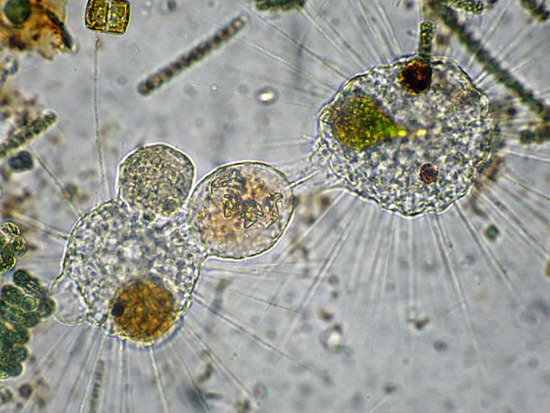 STRAORDINARIE CREATURE!!