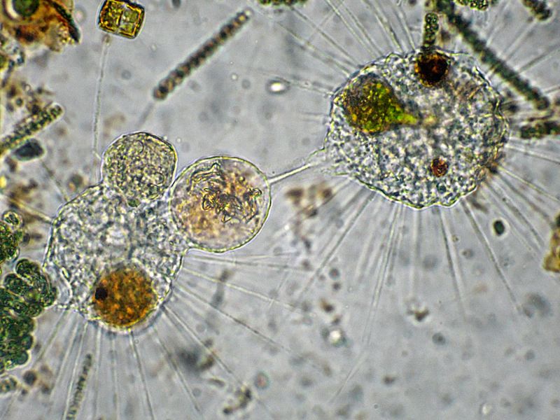 STRAORDINARIE CREATURE!!