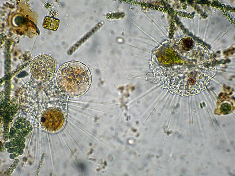 STRAORDINARIE CREATURE!!