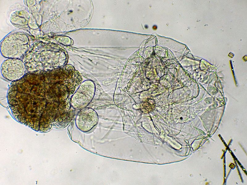 ASPLANCHNA-PRIODONTA (ROTIFERO)