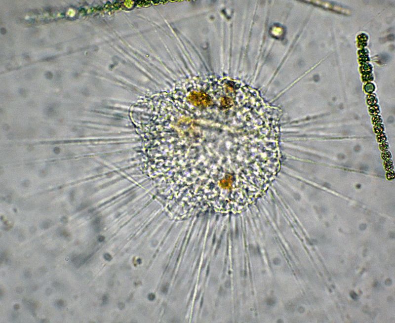 BELLISSIMI ELIOZOI!!