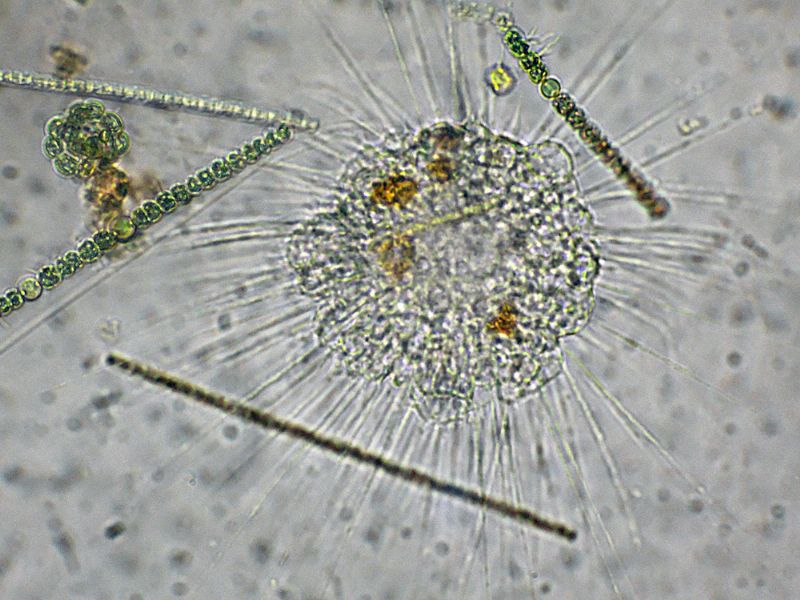 BELLISSIMI ELIOZOI!!