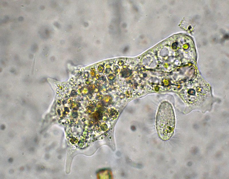 UN''AMEBA SI NUTRE!!