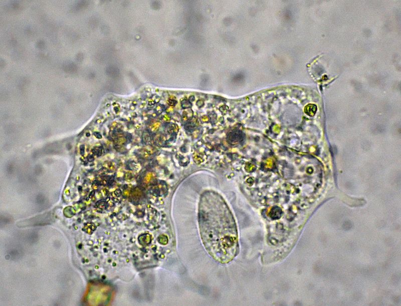 UN''AMEBA SI NUTRE!!