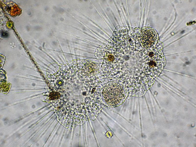 ANCORA GRUPPI DI FAGOCITAZIONE!!