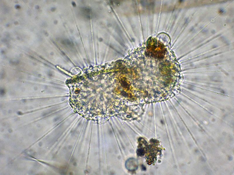 ANCORA GRUPPI DI FAGOCITAZIONE!!