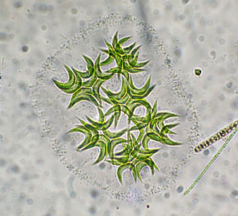 KIRCHNERIELLA-LUNARIS