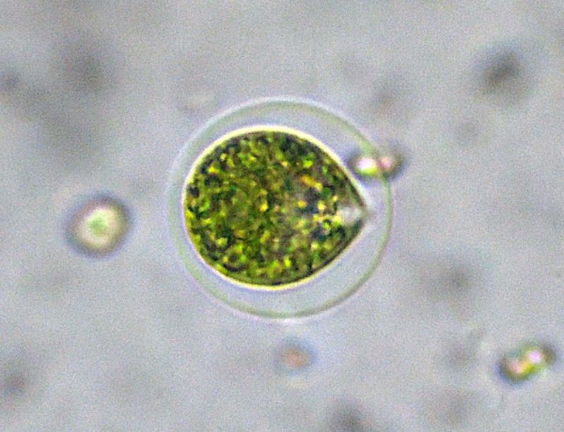 SONO ENTRAMBI CHLAMYDOMONAS?