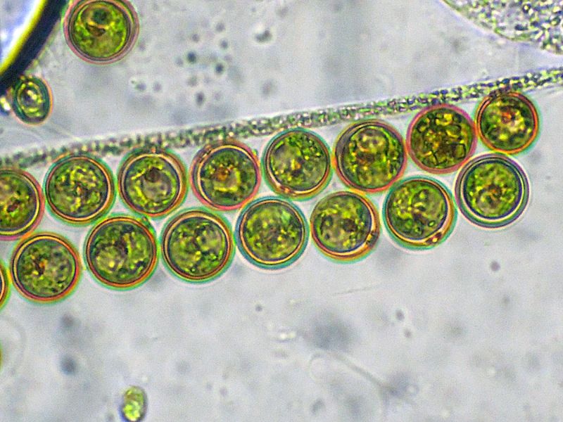 CHLAMYDOMONAS-REINHARDI