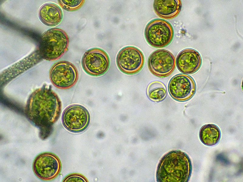 CHLAMYDOMONAS-REINHARDI