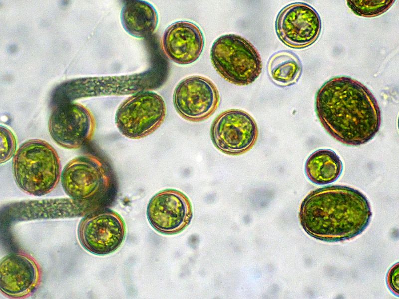 CHLAMYDOMONAS-REINHARDI