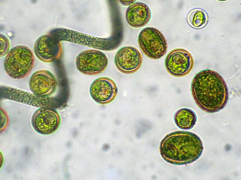 CHLAMYDOMONAS-REINHARDI
