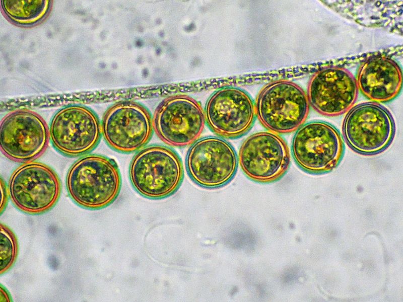 CHLAMYDOMONAS-REINHARDI