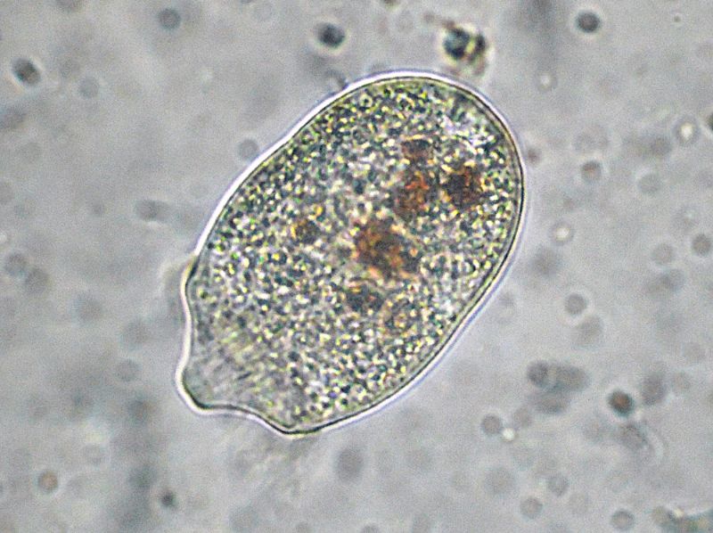 DIDINIUM-BALBIANII