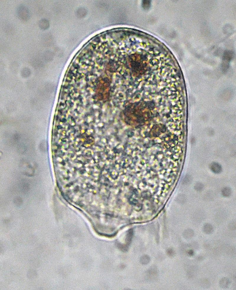 DIDINIUM-BALBIANII