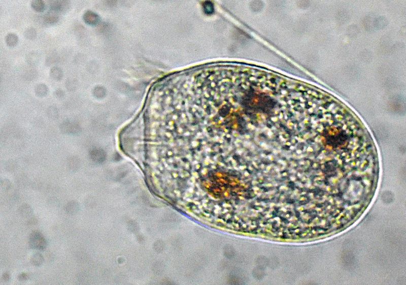 DIDINIUM-BALBIANII
