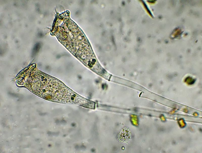 Epistylis-rotans