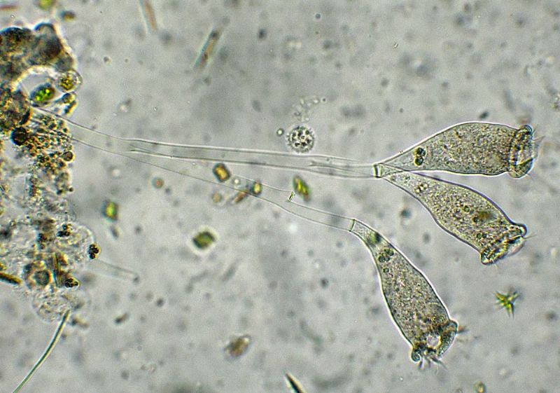 Epistylis-rotans