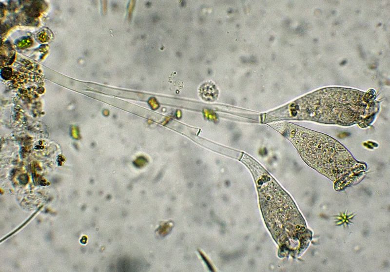 Epistylis-rotans