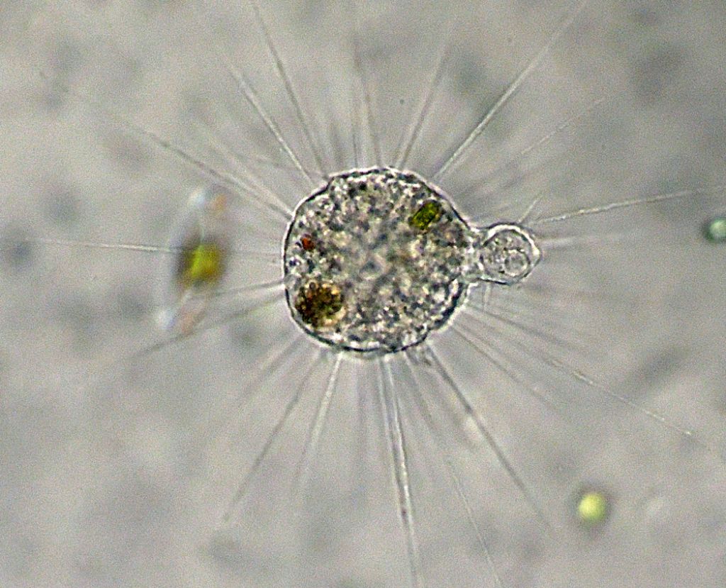 raphidocystis-infestans