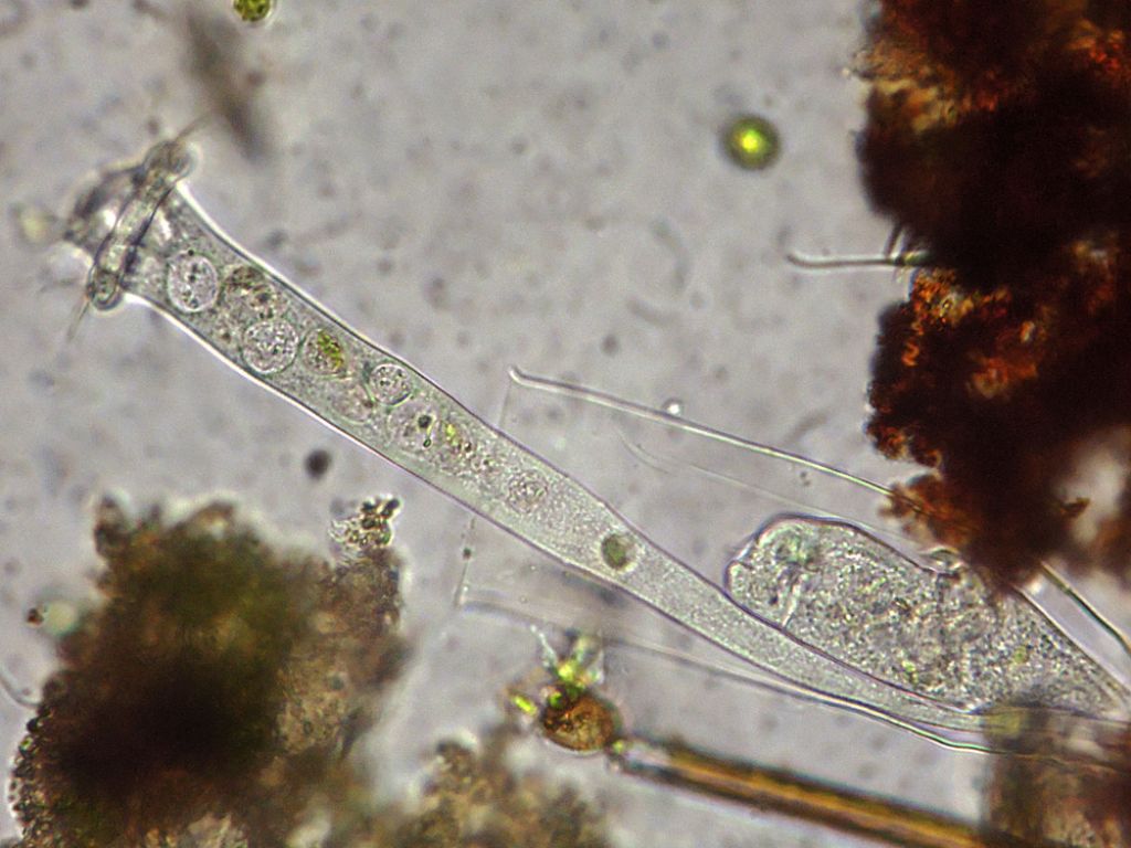 Vaginicola-subcrystallina