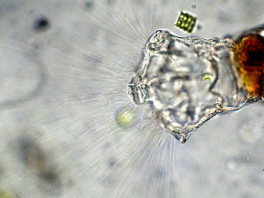 Collotheca (rotifero)