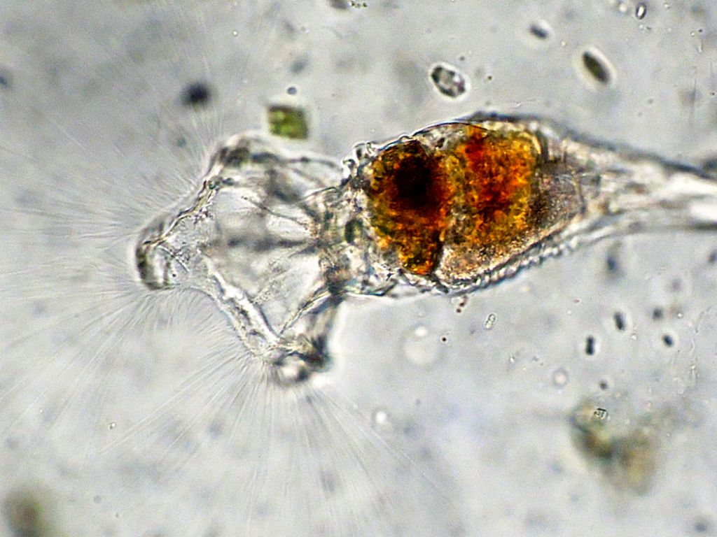 Collotheca (rotifero)