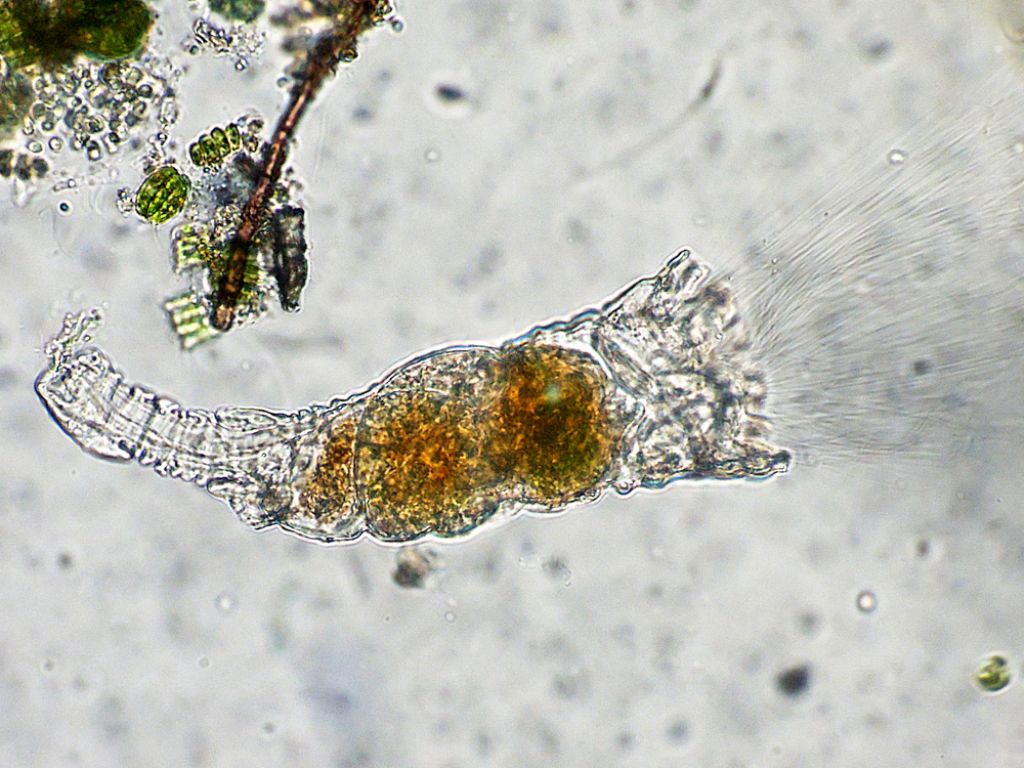 Collotheca (rotifero)