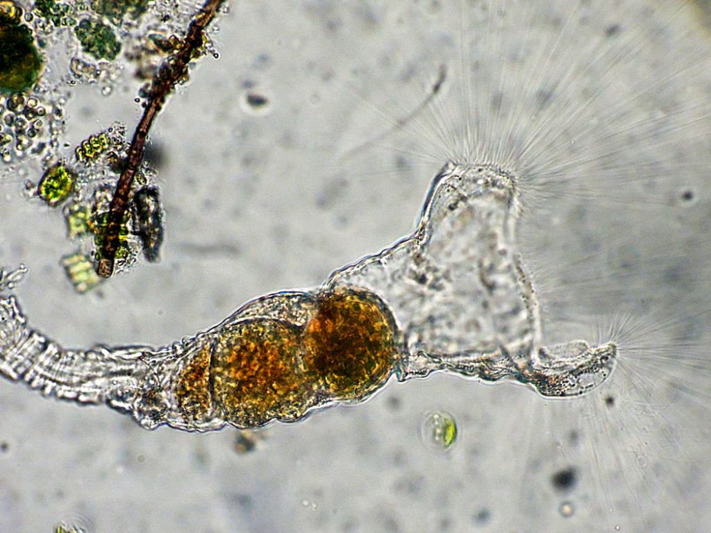 Collotheca (rotifero)