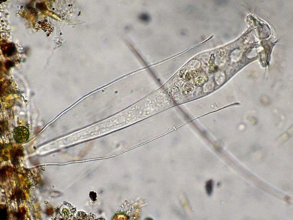 Vaginicola-terricola