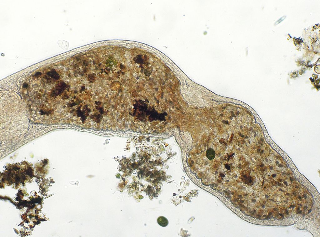 Microstomum-lineare