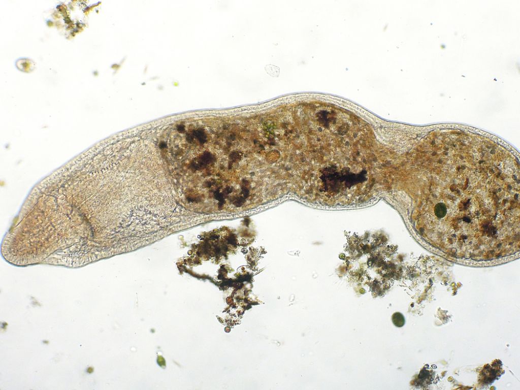 Microstomum-lineare