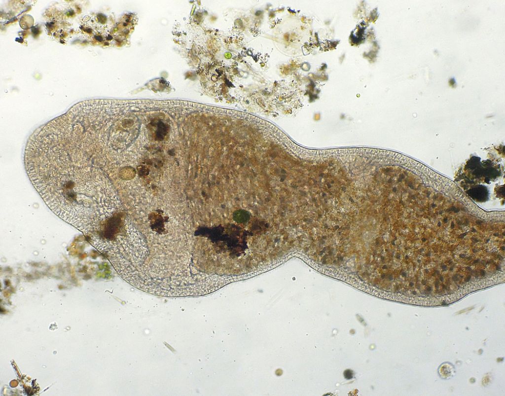 Microstomum-lineare