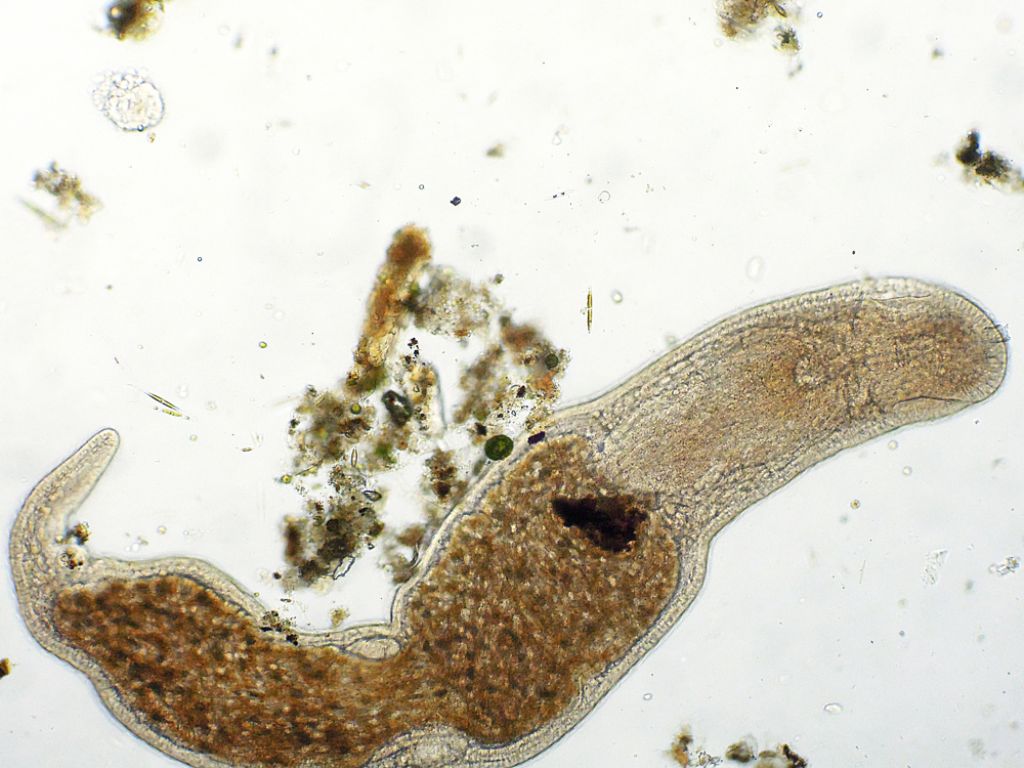 Microstomum-lineare