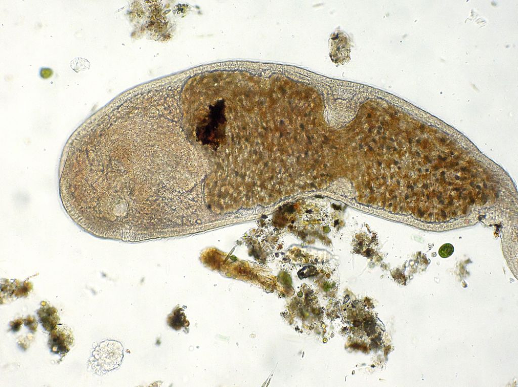 Microstomum-lineare