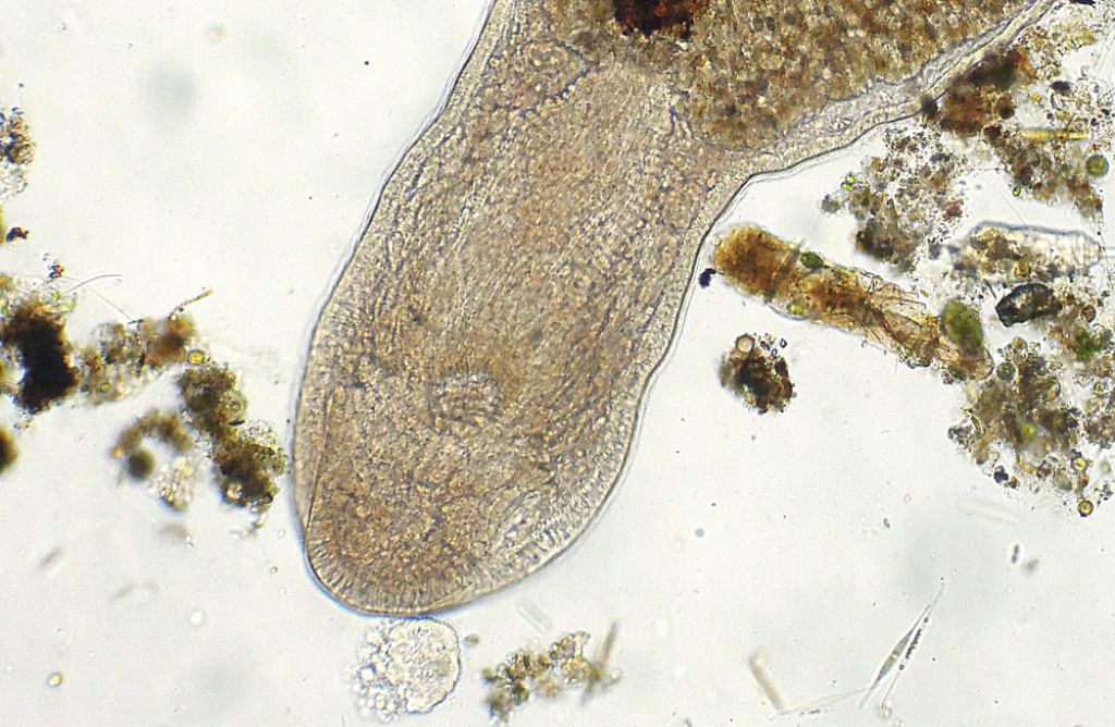 Microstomum-lineare