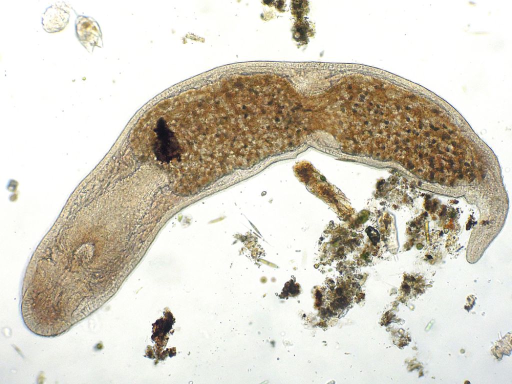 Microstomum-lineare